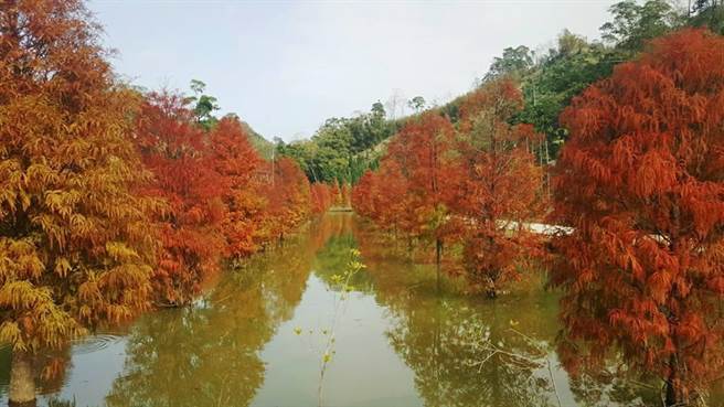 苗栗县三湾乡落羽松秘境内落羽松已渐转黄。（头份警分局提供／谢明俊苗栗传真）