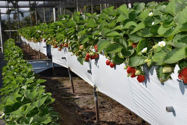 大湖草莓季已开开锣，将吸引大批游客前来。（谢明俊摄）