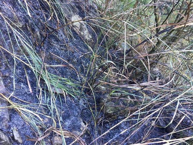 中横便道17k登仙溪路段上边坡火烧山，燃烧面积估0.1公顷。（东势林管处提供／王文吉台中传真）
