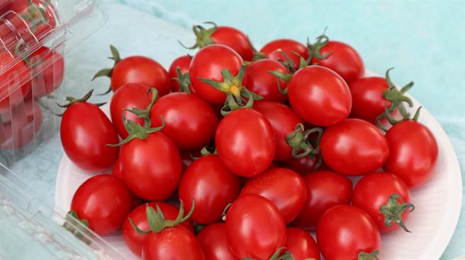 台南市盐水区为小番茄重要产区，其中又以出产「帅哥番茄」品种最为盛行。（张毓翎摄）