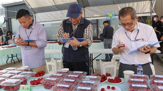 盐水区农会今天在欢雅意麵场举办产业文化活动，现场举行番茄评鑑比赛。（张毓翎摄）