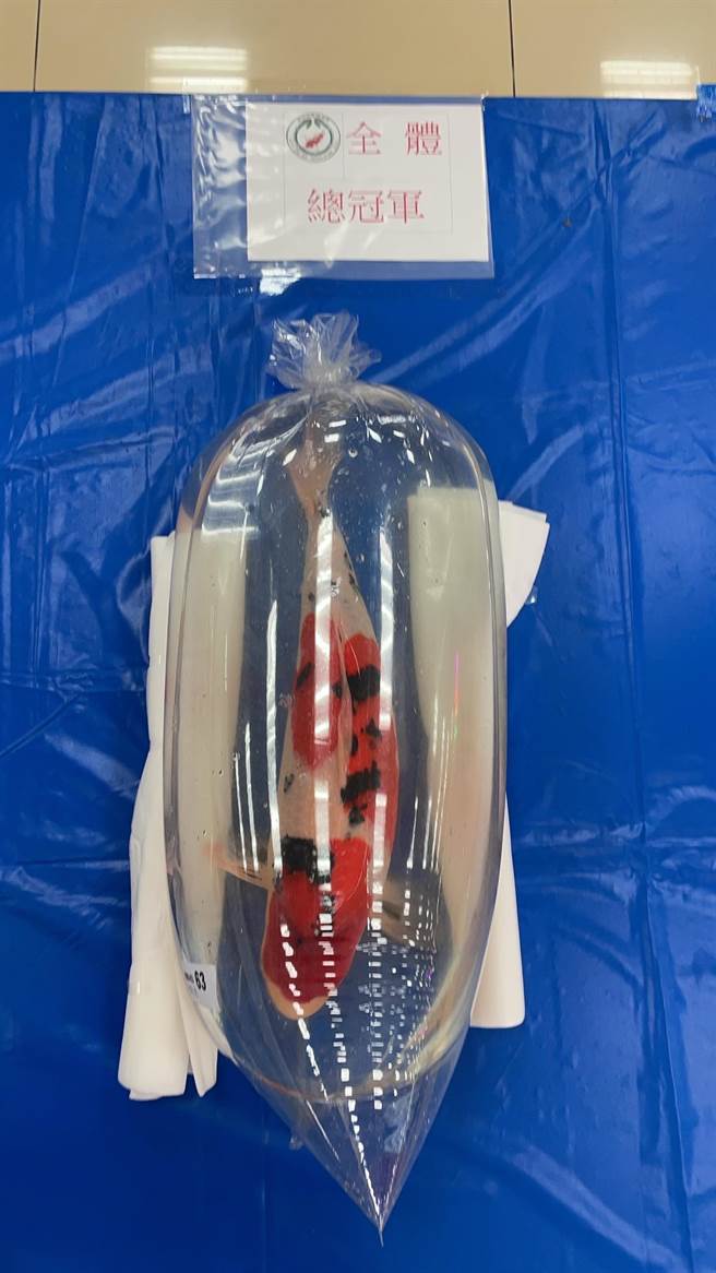 新竹市锦鲤协会12日于新竹县新埔镇鹿鸣里及会所举办锦鲤若鲤比赛，500多只鱼同场比美，图为全体总冠军。（翻摄照片）