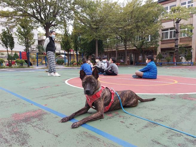 桃园市动物保护处今年起试办校园认养流浪犬猫暨生命教育计画，登记在学校名下的每只校犬猫最高可获2万元补助。（菓林国小提供／陈梦茹桃园传真）