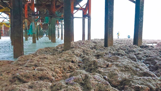 珍愛藻礁公投領銜人潘忠政指三接棧橋施工現場「橋樁像是從藻礁上長出鐵棒」，痛批政府不保育生態。（潘忠政提供／陳夢茹桃園傳真）