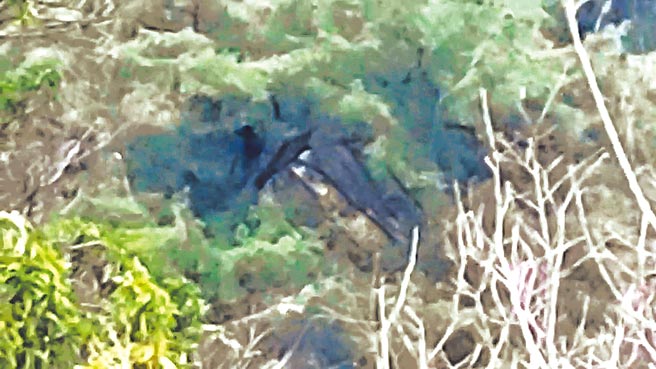 台中羅姓咖啡農直擊黑熊爬上五葉松樹上棲息，與果園僅相距100公尺。（和平分局提供／王文吉台中傳真）