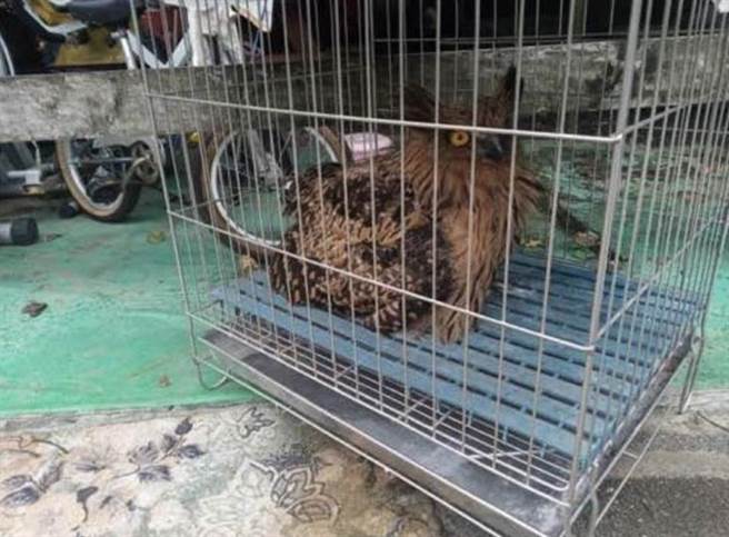 黄鱼鸮当下被民眾拾获时，已装入笼舍。（新北市动保处提供）