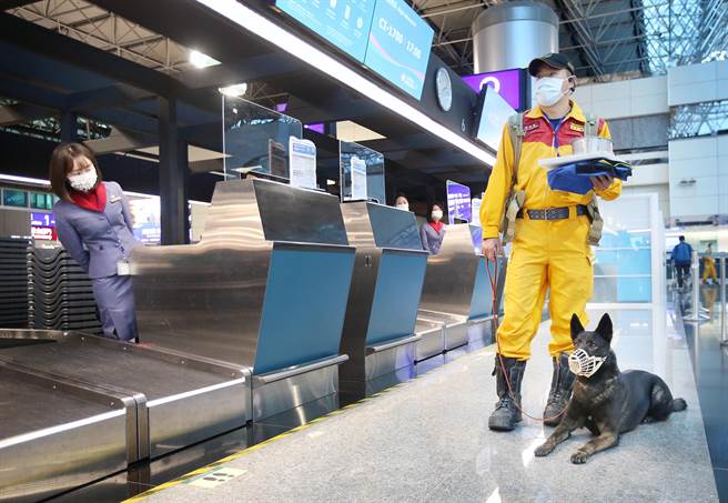 消防署首次演练搜救队搭乘包机出国值勤的假想状况。搜救队领犬员在等候办理登机手续时，地勤人员好奇地看着乖巧的搜救犬。（范扬光摄）