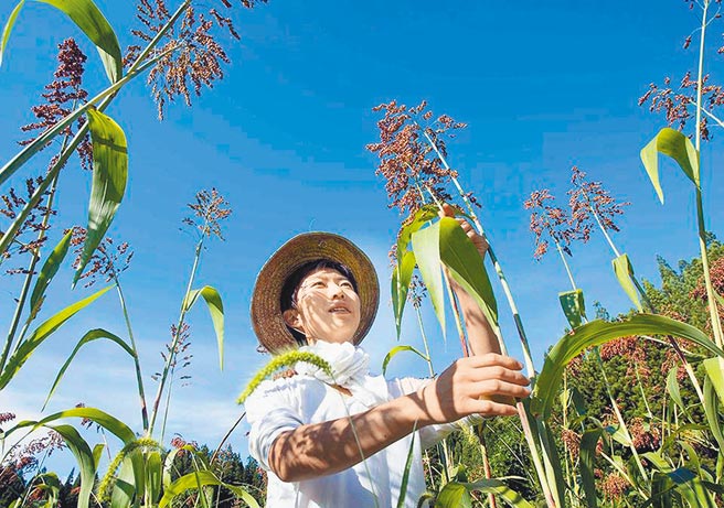 日本辐射专家指出，日方促台湾解禁福岛5县市食品进口，是要对日本国内「大内宣」。图为福岛生产的农产品。（摘自日本福岛县脸书）