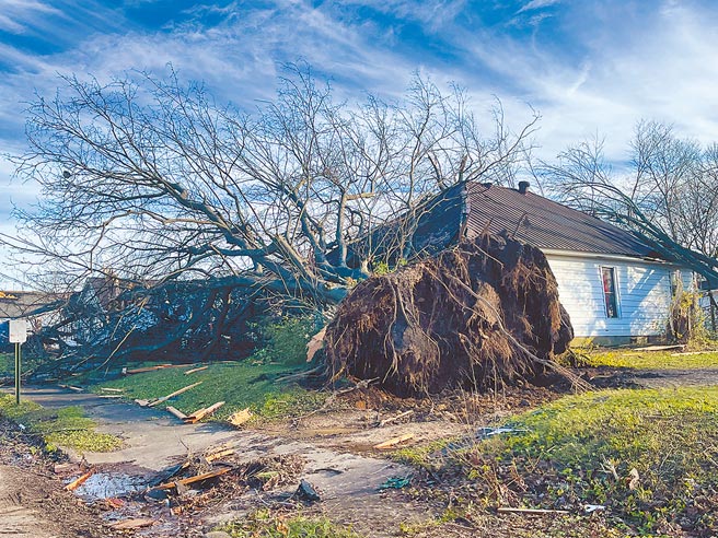 美國中部6個州10日夜間遭遇至少30場龍捲風襲擊，造成逾百人死亡。肯塔基州災情最嚴重，該州梅菲爾德市，一棵大樹被龍捲風連根拔起。（新華社）