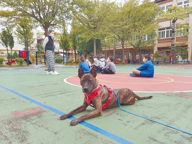 桃园市动物保护处今年起试办校园认养流浪犬猫暨生命教育计画，登记在学校名下的每只校犬猫最高可获2万元补助。（菓林国小提供／陈梦茹桃园传真）