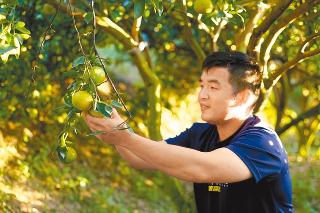 新竹市苦茶王子陈彦林为增加收入，不断换植不同农作物，终于在今年推出无毒茄苳小农苦茶油。（陈育贤摄）