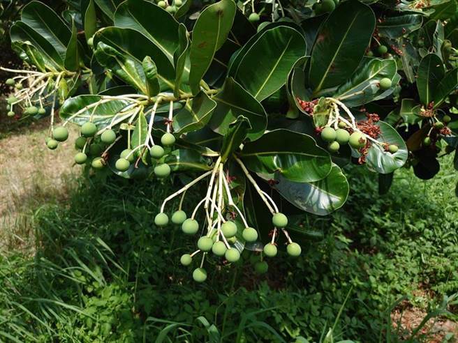 （林试所在20年生的琼崖海棠造林地进行施肥作业，得到增产的效果。图／林试所提供）