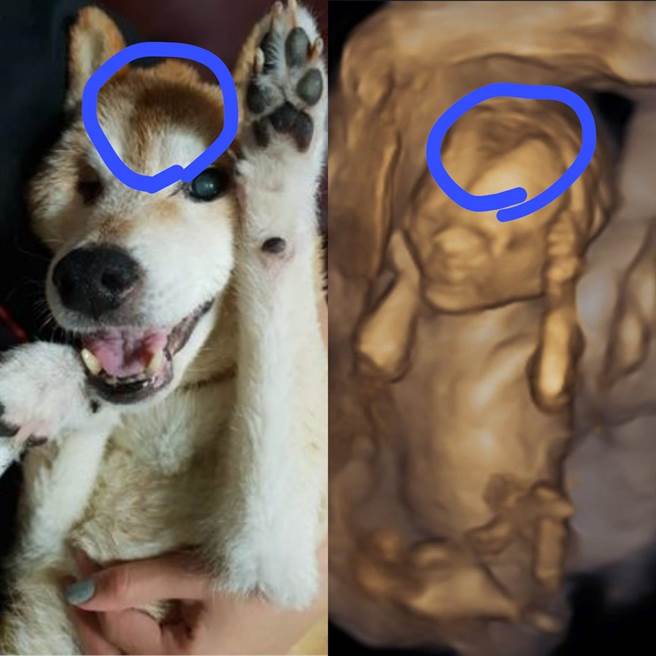 黄子佼特助发现两张照片连头顶光影变化都一样。（摘自黄子佼脸书）