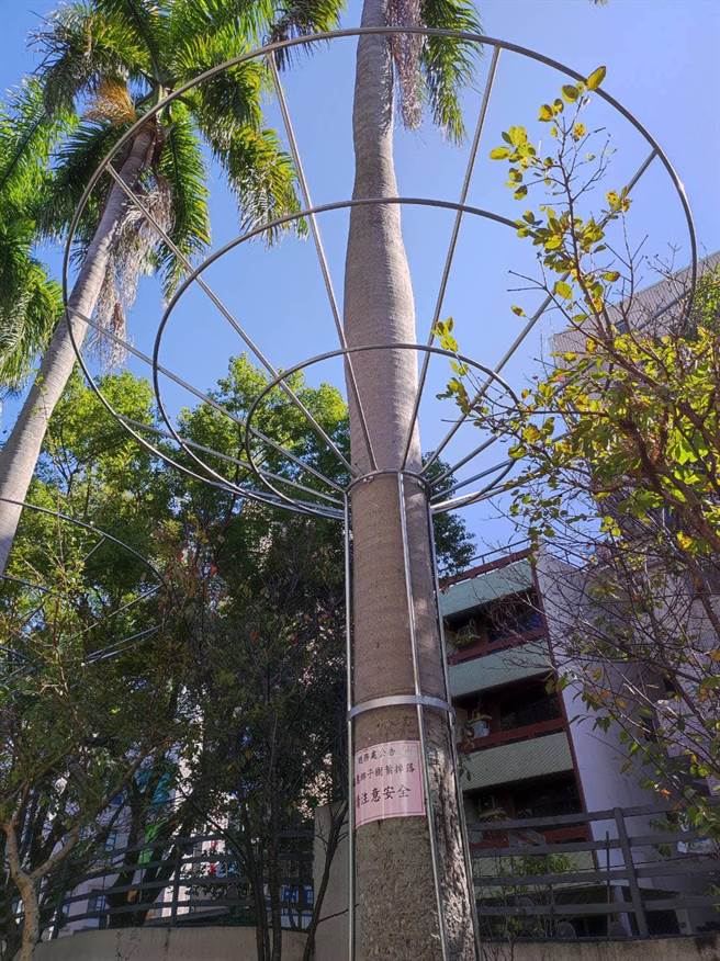 「伞型花架」朝上展开圆弧伞状，直径约4公尺，像极了吹反的透明大伞，媲美台版「天空树」。（瑞穗国小提供／王文吉台中传真）