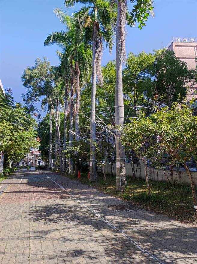 瑞穗国小选定街侧5棵椰树试做伞型花架，使停车场车辆免再遭受无妄之灾，师生也安心地走在椰林车道。（瑞穗国小提供／王文吉台中传真）