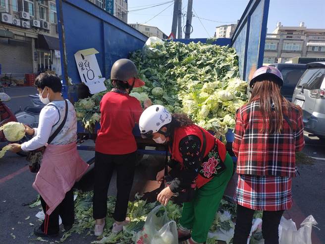 云林县高丽菜量多价跌，农民自售1颗10元嘆白忙3个月。（张朝欣摄）