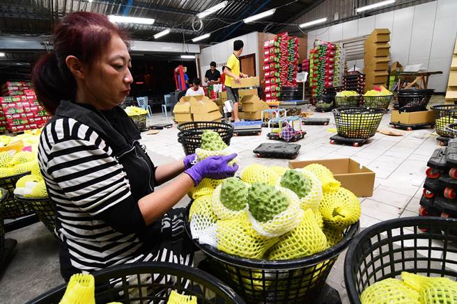 台東的鳳梨釋迦開始大出，集貨場已持續出貨。（莊哲權攝）