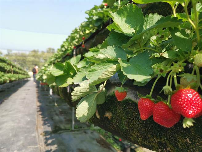 草莓季到了，台南善化观光草莓园开採。(刘秀芬摄)