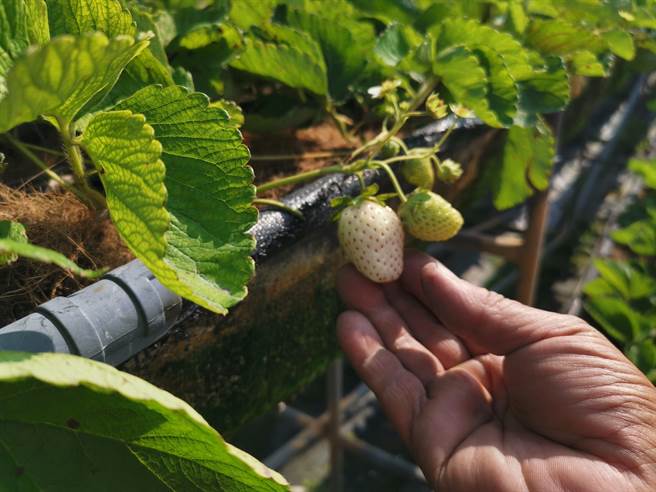 白草莓的子红了表示已经成熟，但是因价格昂贵，如想尝鲜，目前还是由业者代採。(刘秀芬摄)