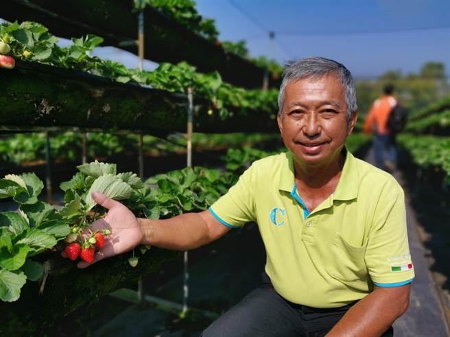 美裕草莓园种植品种为美姬。(刘秀芬摄)