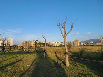 樹木移植淡水頻枯萎 新北市府：違規將開罰
