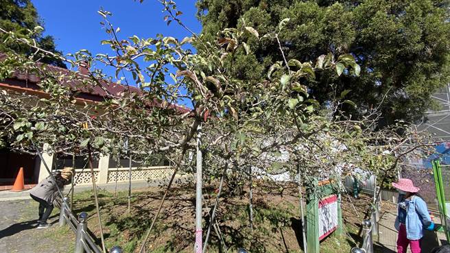 福寿山农场「苹果王」经过秋天落叶，进入冬天休眠期，更显老态龙锺。（王文吉摄）