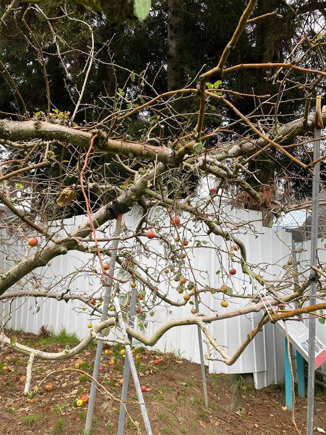 福寿山农场「苹果王」近年树势衰弱，枝条生长衰退，结果质量明显下滑。（王文吉摄）