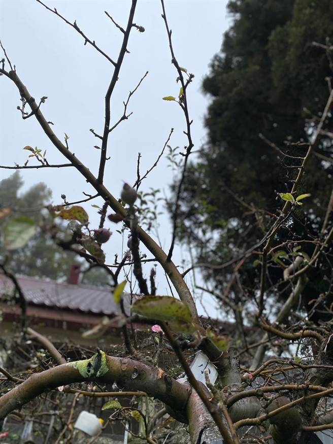 福寿山农场「苹果王」近年树势衰弱，枝条生长衰退，结果质量明显下滑。（王文吉摄）