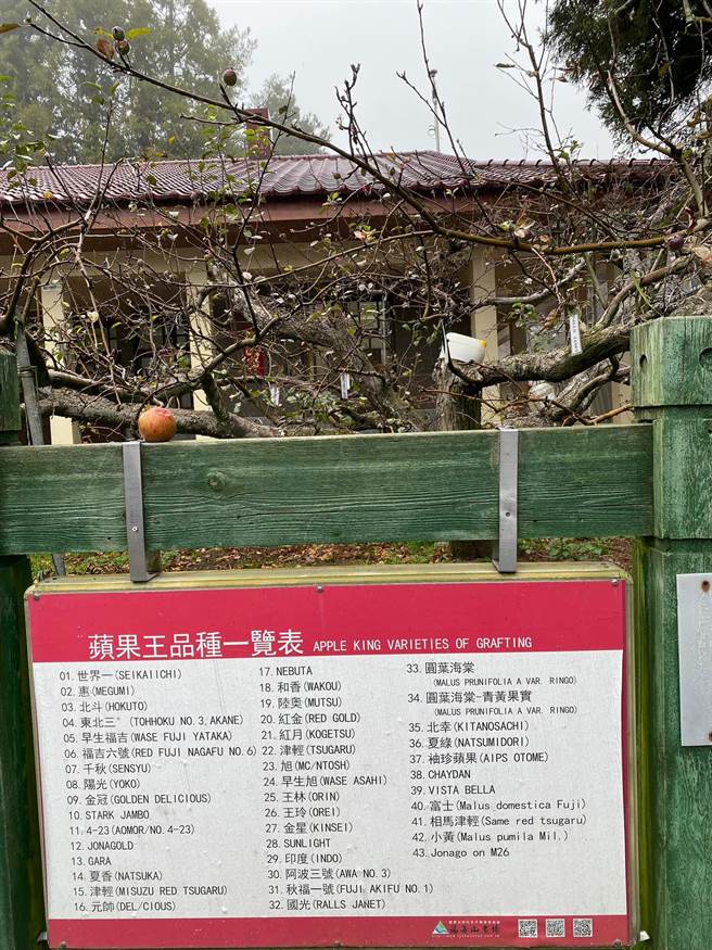 福寿山农场「苹果王」树上结有惠、北斗、富士等43种苹果，堪称台湾农业嫁接技术的奇蹟。（王文吉摄）