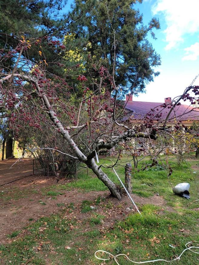 福寿山农场培植第二代「苹果王」，目前王储树已嫁接10多种苹果，随时准备无缝接班。（王文吉摄）