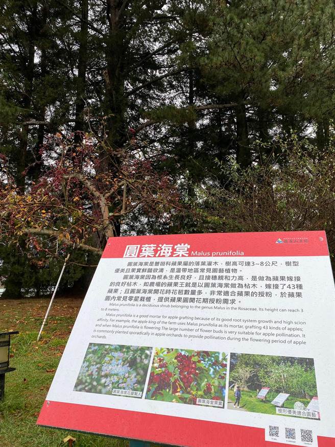 福寿山农场「苹果王储」也是选用圆叶海棠为砧木，已嫁接10多品种苹果，随时准备无缝接班。（王文吉摄）