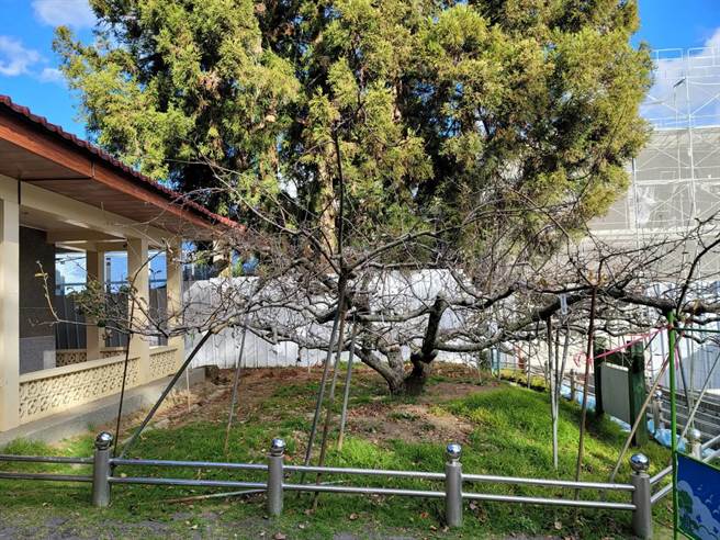 福寿山农场「苹果王」树龄超过50岁，已进入衰老期，场方无法预估还能存活多久，强调会照顾终老一生。（王文吉摄）