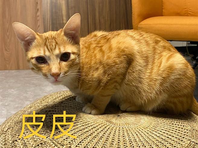 一名新手飼主第一次就養流浪幼貓，雖然照顧起來不容易，但她為了不讓毛小孩無聊，陸續養了2隻流浪乳貓。(圖/飼主皮皮媽授權提供)