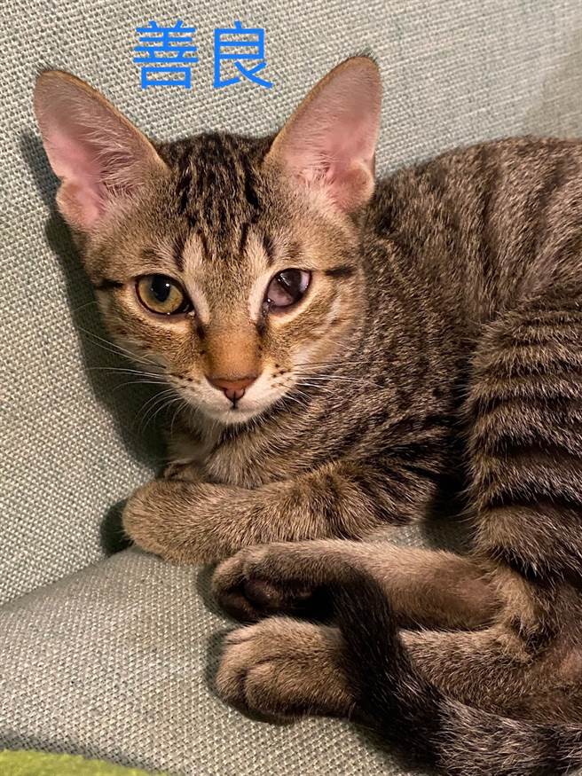 第二隻幼貓「善良」因一隻眼睛受傷，擔心自己會被討厭，但飼主寵物溝通時則表示，毛孩認為的缺陷，她卻覺得像戴美瞳放大鏡一樣特別。(圖/飼主皮皮媽授權提供)