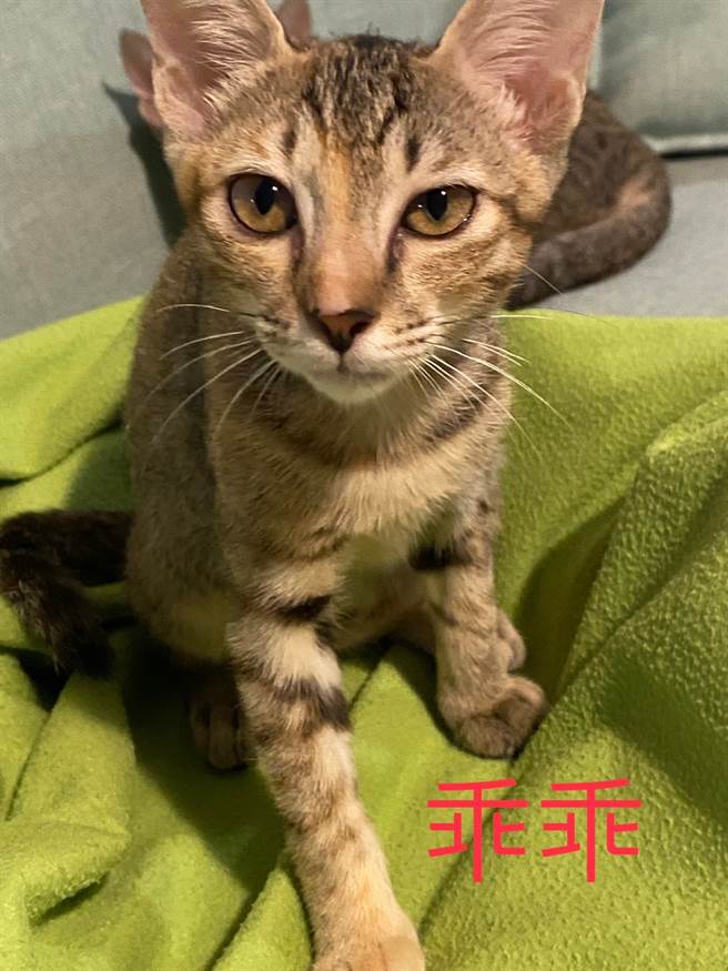 第三隻浪貓「乖乖」較不親人，由於過去多次更換住處，導致牠個性孤僻又很直接。(圖/飼主皮皮媽授權提供)