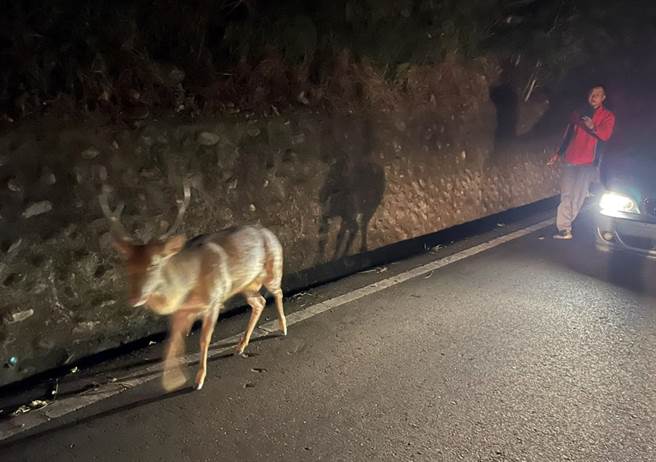 台东县鹿野乡旧台9线出现1只梅花鹿逛马路。（民眾提供／庄哲权台东传真）
