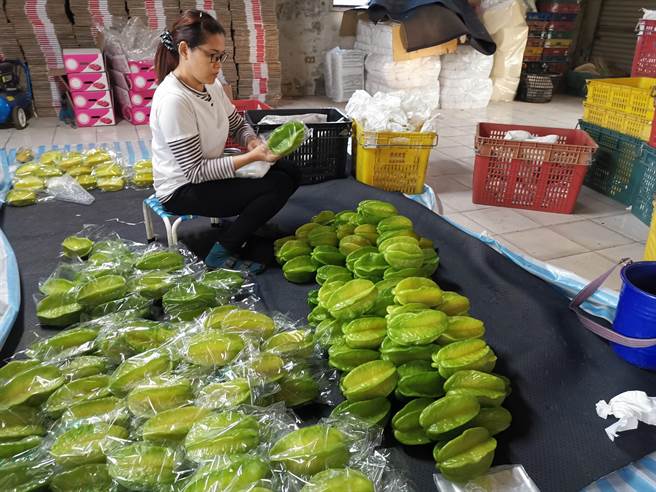 台南市楠西区杨桃栽种面积愈来愈少，农友出货前先将杨桃分级、套上保护塑胶袋。（刘秀芬摄）