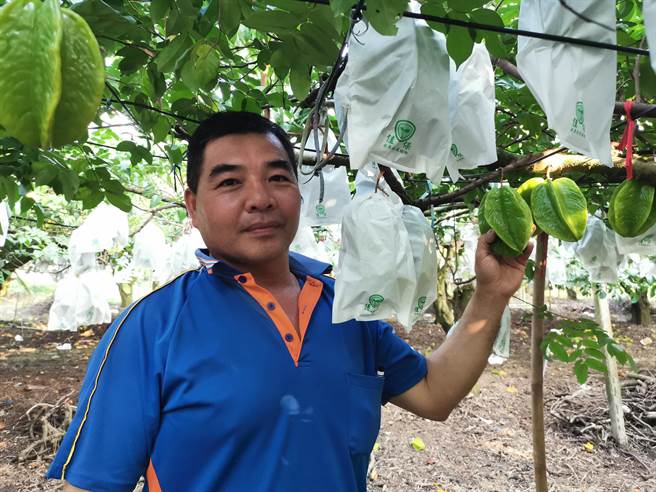 台南市楠西区果农卓荣琳杨桃外销供果园12月底就可以出货到美国。（刘秀芬摄）
