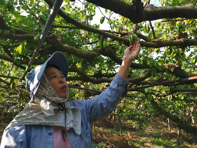 台南市楠西区果农黄珍婷忙完芒果才有时间管杨桃，现在还在疏果。（刘秀芬摄）
