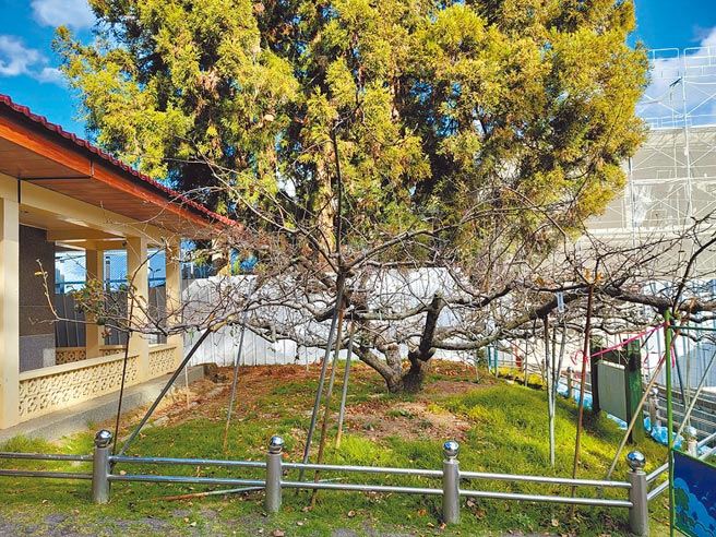 福寿山农场「苹果王」树龄超过50岁，已进入衰老期，场方无法预估还能存活多久，强调会照顾终老一生。（王文吉摄）