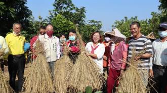 推廣再利用 台南農業局把稻草覆蓋田地上 如同「敷面膜」