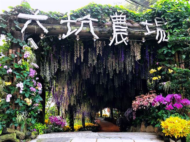 紫藤长廊坡道，是蔡爸爸初为了嫁女儿而布置的花廊。(摄影王雅芬)