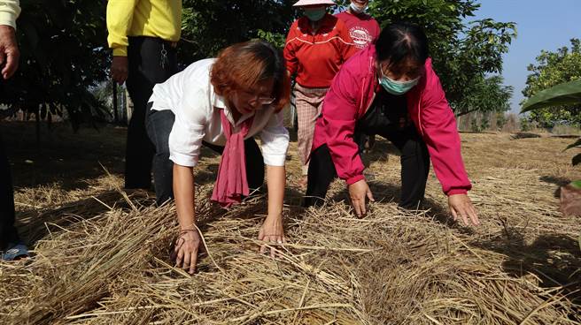 台南农改场作物环境课黄瑞彰博士指出，把稻草覆盖田地上，有如帮土地「敷面膜」。（张毓翎摄）