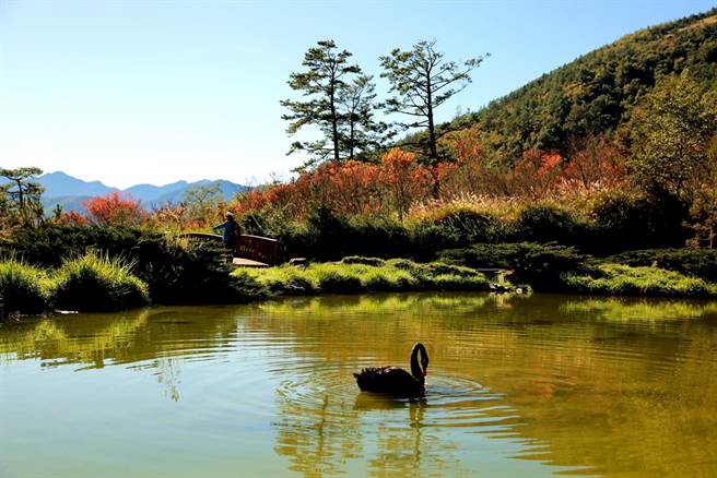 武陵农场黑天鹅悠游水上姿态，与后方景物交织成一幅优美景致。（武陵农场提供／陈淑娥台中传真）