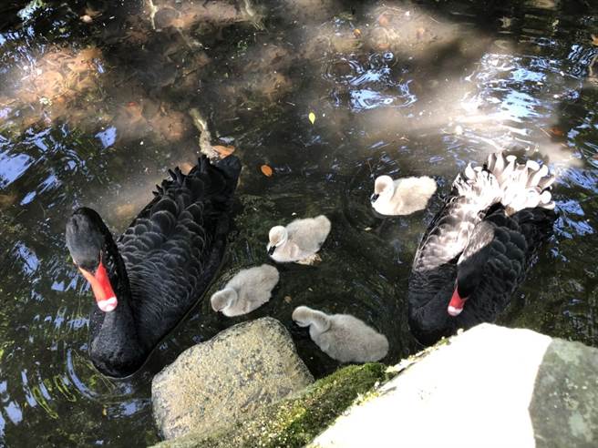 武陵农场黑天鹅以自然抚育为主，黑天鹅爸妈带着4只宝宝悠游戏水。（武陵农场提供／陈淑娥台中传真）