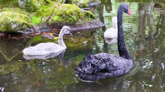 武陵农场黑天鹅以自然抚育为主，黑天鹅悠游戏水模样超可爱。（武陵农场提供／陈淑娥台中传真）