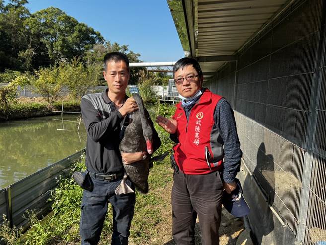 武陵农场从苗栗大久珍禽交换黑天鹅，以优化基因。（武陵农场提供／陈淑娥台中传真）