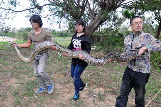 金门县府农林科表示，金门的缅甸蟒属于一般类野生动物，受到野生动物保育法、国家公园法规范，不得随意猎捕、虐待骚扰或宰杀，违者将裁处新台币6万到30万元。（李金生摄）