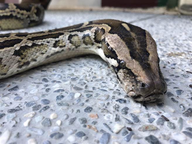 研究估算金门成蟒不超过120只，每只每年至少需进食约250只鼠类，不仅具生态平衡功能，更是维护田间农作物的好帮手。（金门县府农林科提供）