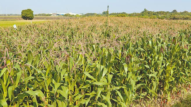 因应明年水稻新政，台南市后壁区农会明年将试种硬质玉米等旱作，提供农友参考。图为硬质玉米。（张毓翎摄）